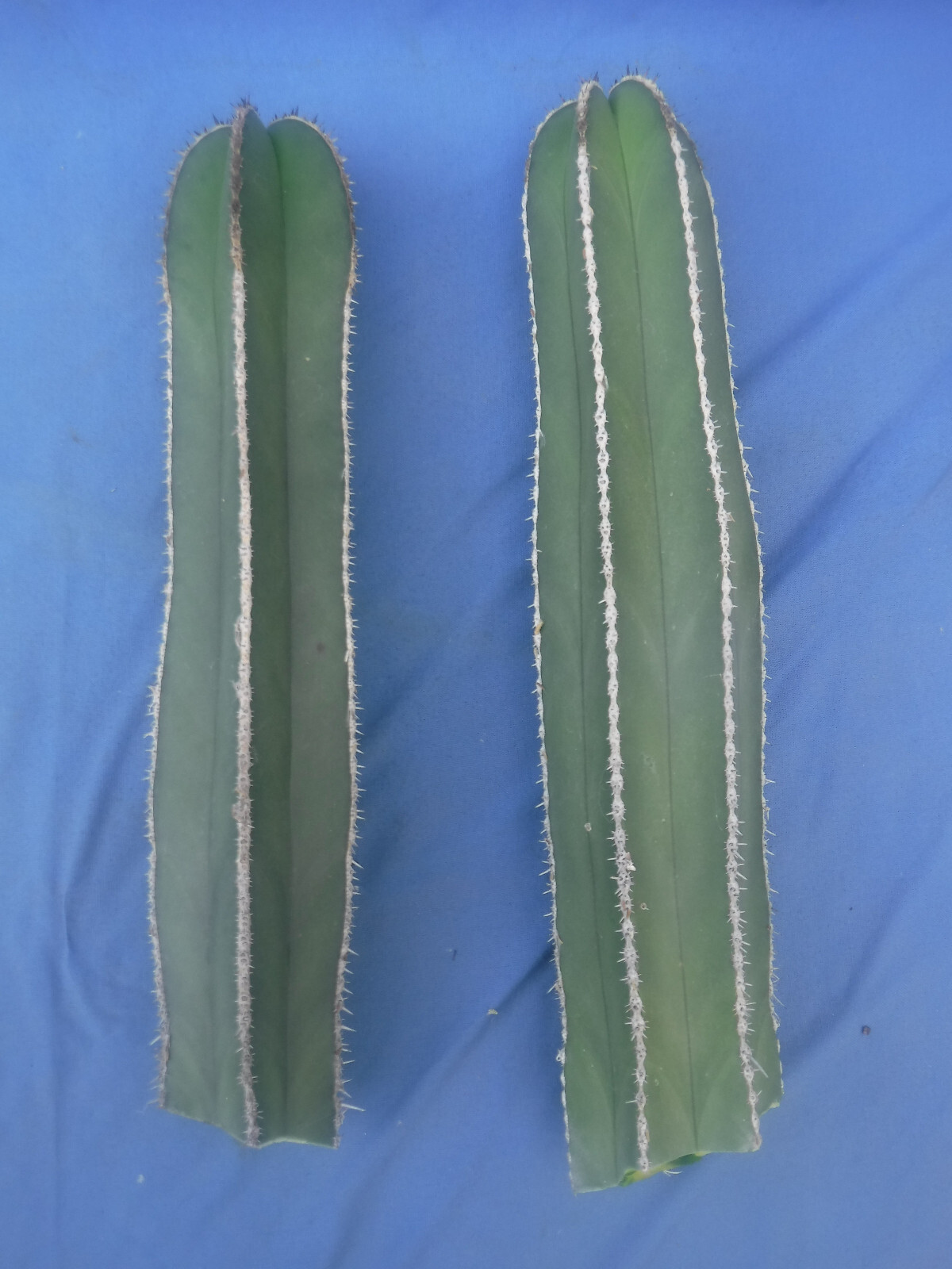 Mexican Fence Post Cactus Pachycereus marginatus TWO CUTTINGS 10″-12″ Tall