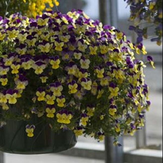 Viola Seeds 25 Viola Rebelina Purple Yellow Trailing Viola