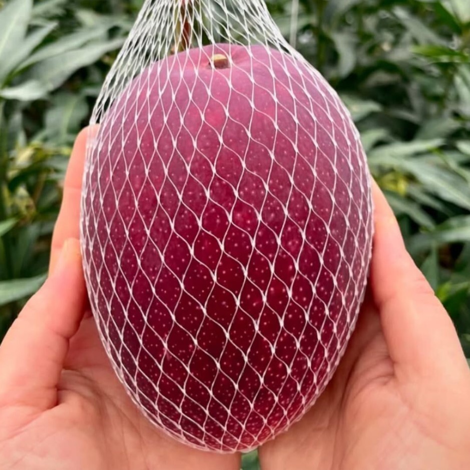 Irwin Dwarf Mango Starter Live Plant – 10-14″ Tall – Red Mango Tropical Fruit