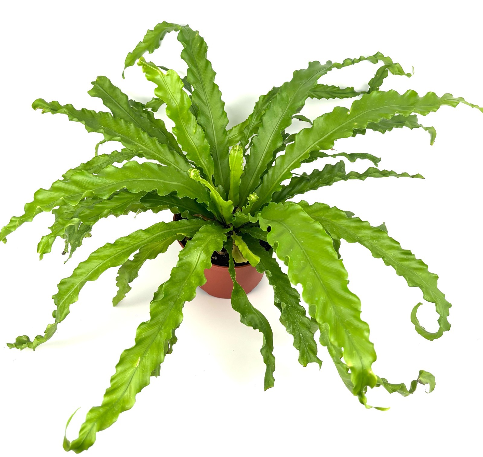Victoria Bird Nest Fern Asplenium Antiquum Victoria, 6″ Pot