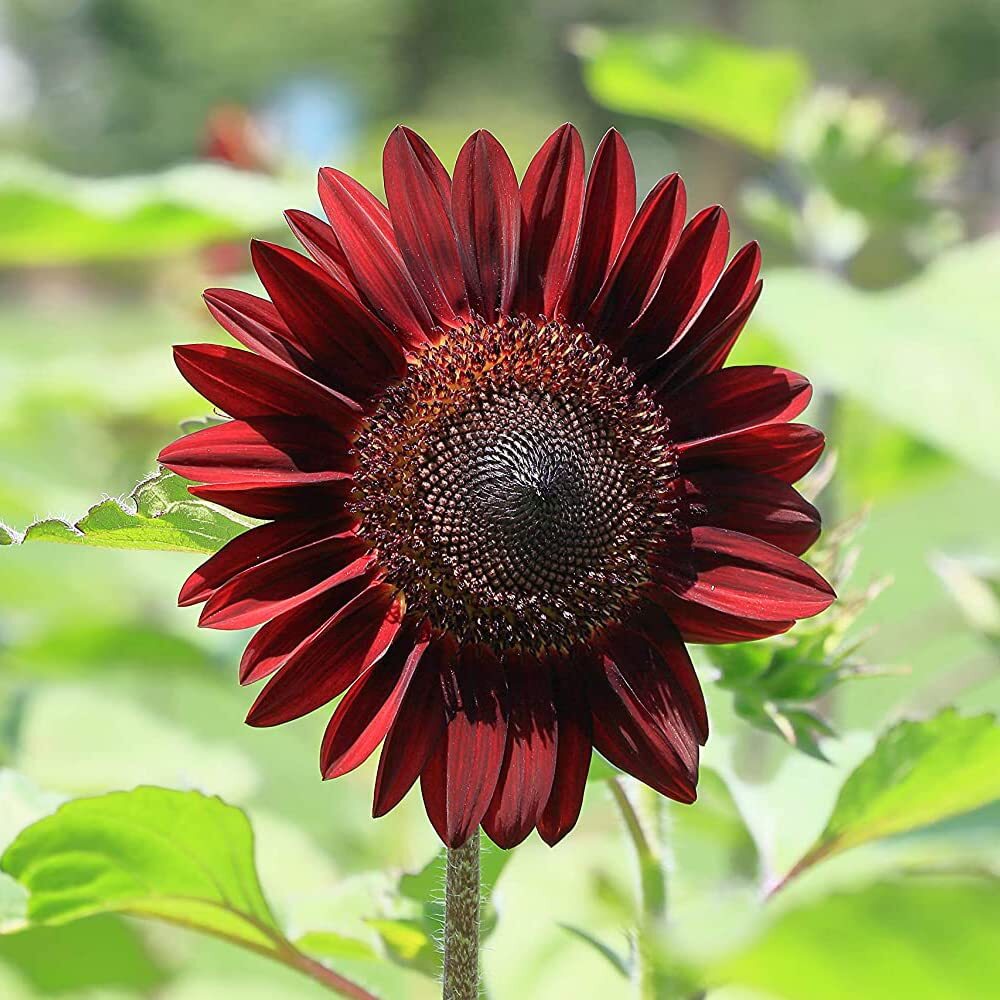 50 Cherry Chocolate Sunflower Seeds to Plant | Heirloom & Non-GMO | Sunflower Se