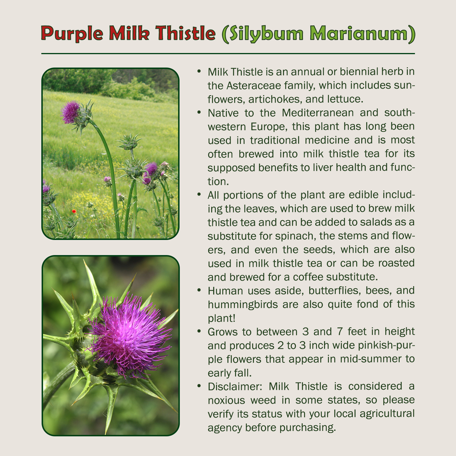 100 Organic Purple Milk Thistle Seeds, Silybum Marianum, Hummingbird Flower