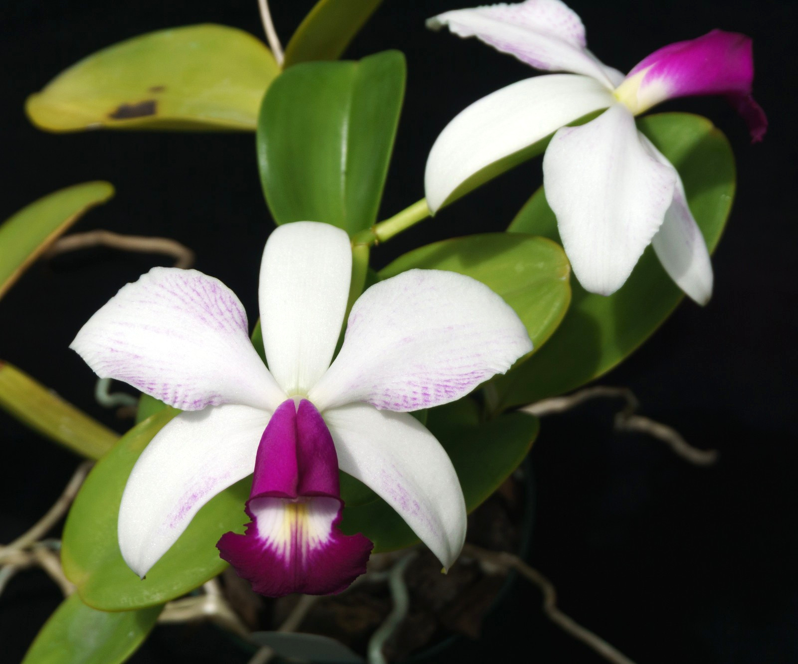 Blooming orchid species: C. violacea v.flamea ‘Highland’, orig.division – HO div