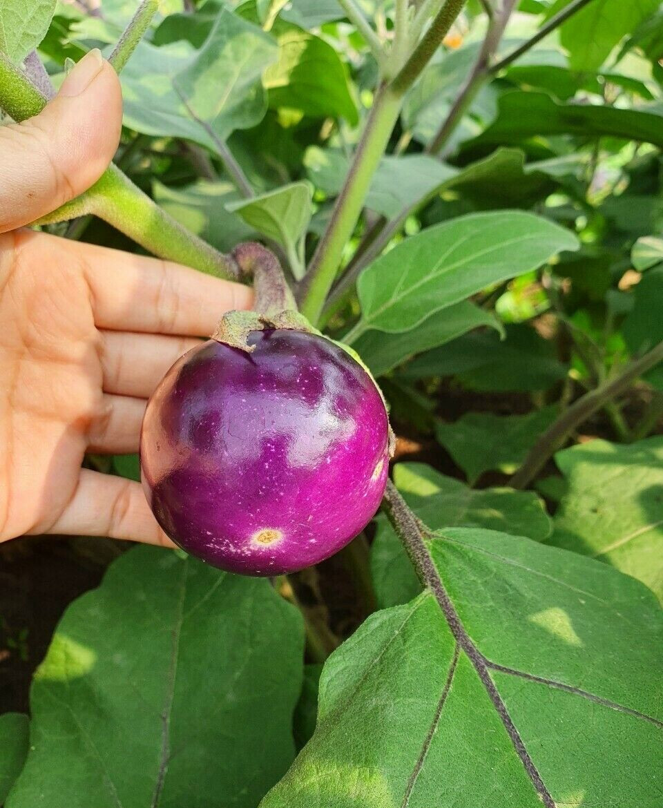 100+ PCS ROUND MINI PURPLE EGGPLANT SEEDS, HẠT CÀ PHÁO TÍM