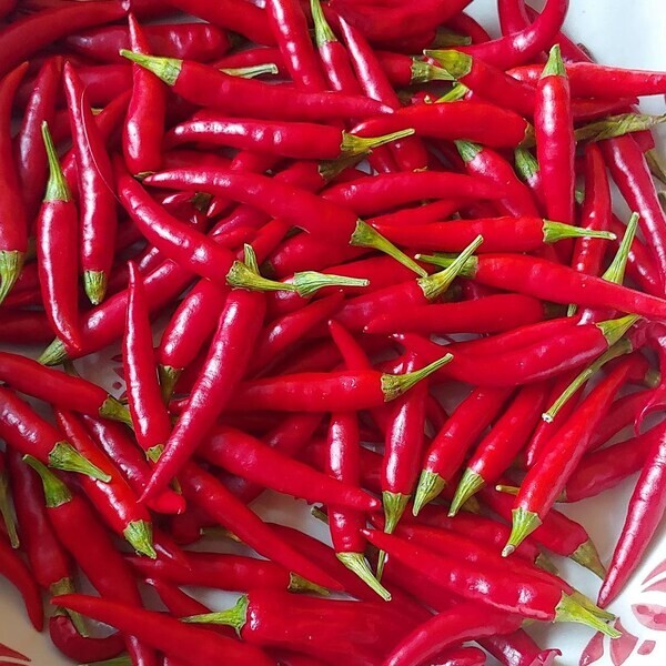 30 Thai Heirloom Chili Pepper Seeds, FREE SHIPPING