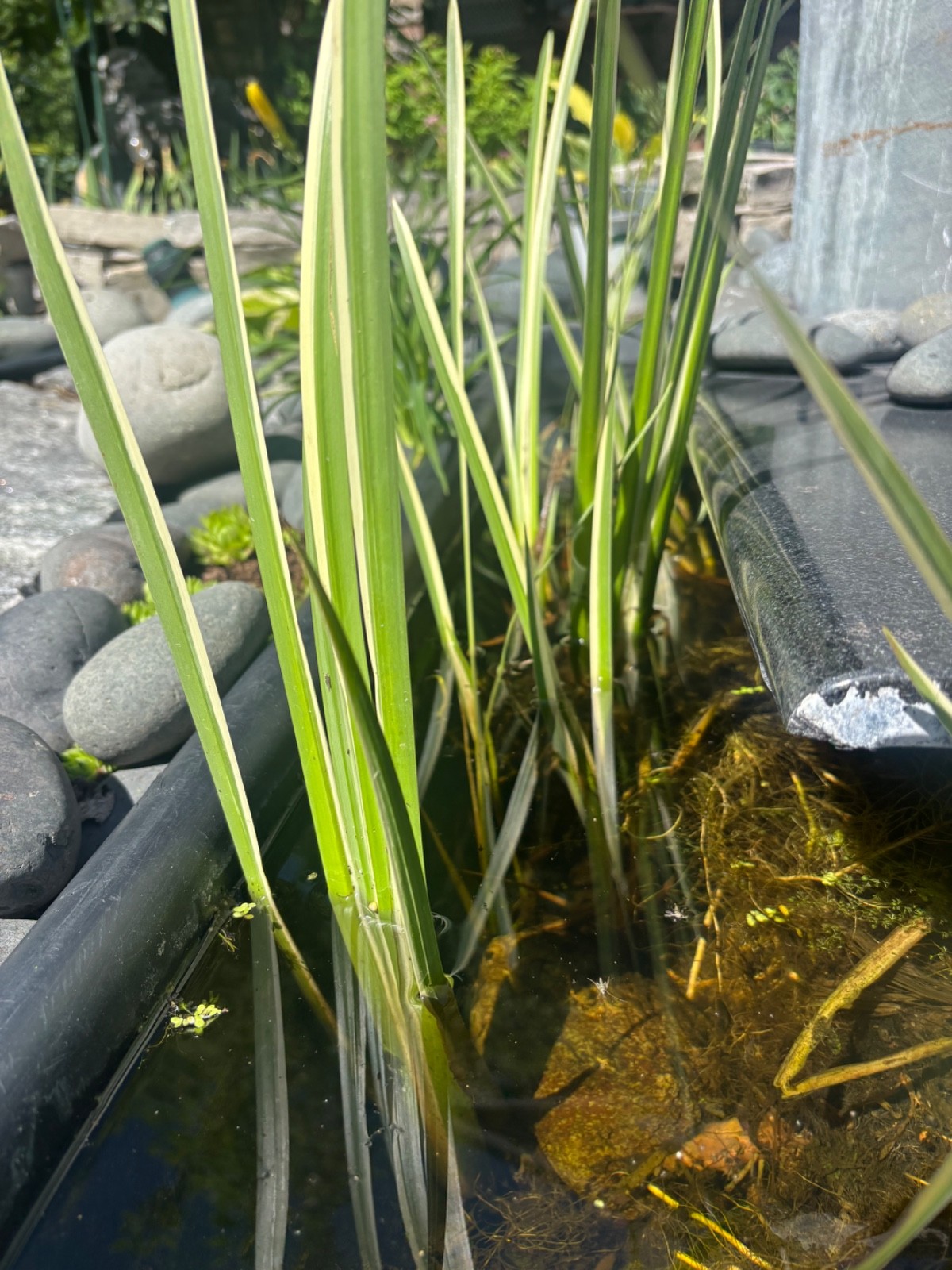 Cold Hardy Variegated Sweet Flag Aquatic Marginal Pond Plant – 4 plants