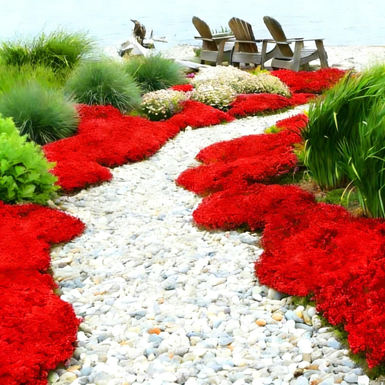 20000+ Red Creeping Thyme Seeds Ground Cover Plant Seeds Perennial- Non-GMO Heir