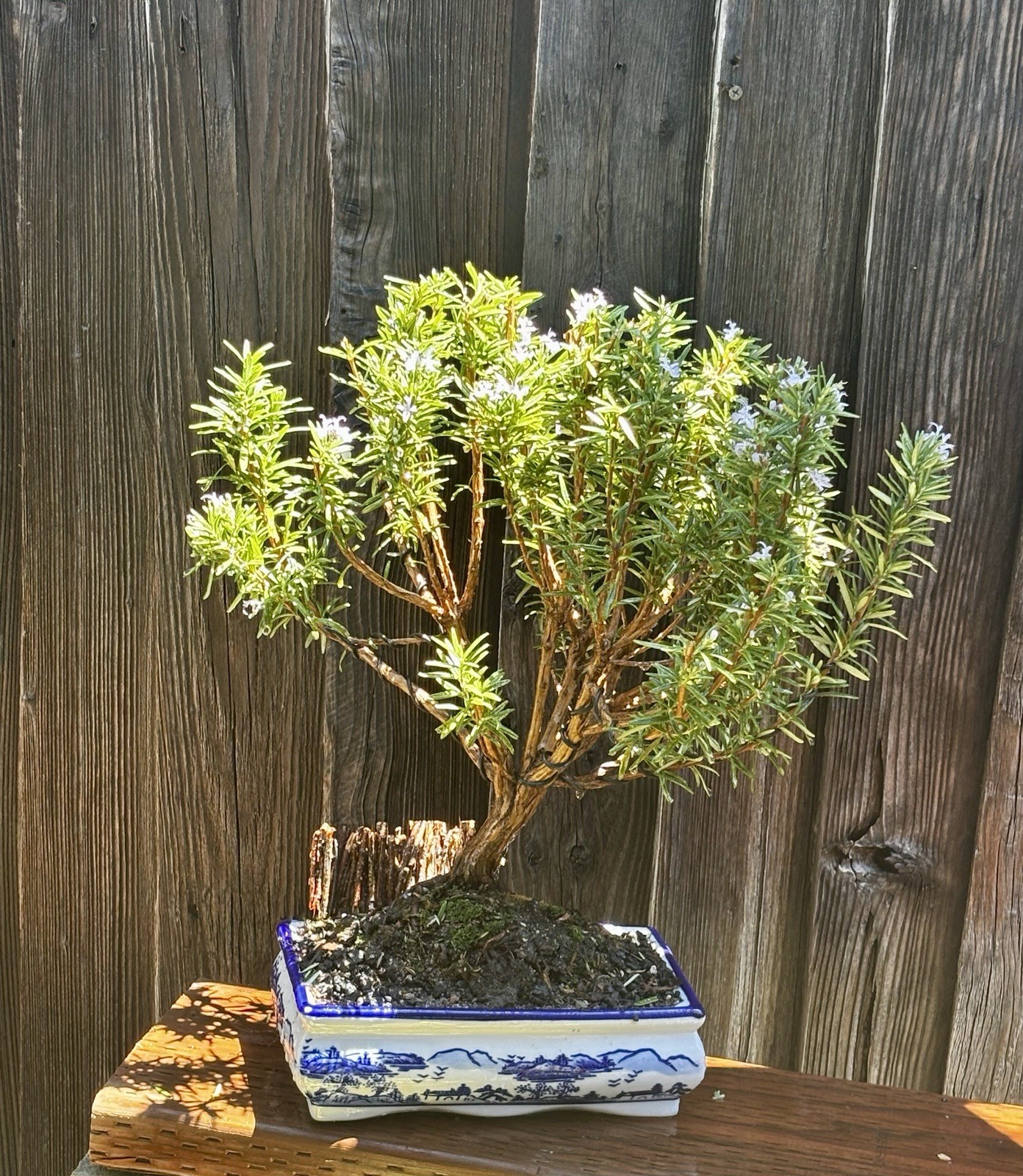 16 YEAR OLD XL ROSEMARY BONSAI IN 10” CERAMIC POT