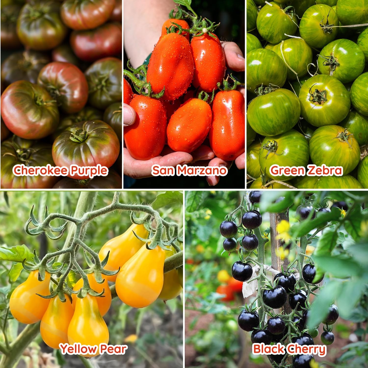 PLANTMEW 10 Heirloom Tomato Seed Varieties Packet – Non-GMO, Open White