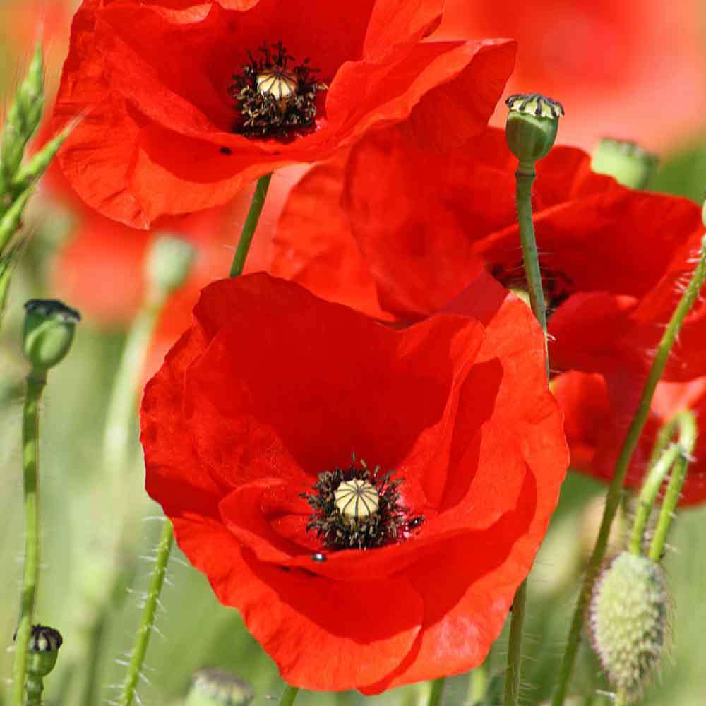 RED CORN POPPY FLOWER SEEDS 1000+ PERENNIAL garden FLANDERS FIELD Free Shipping