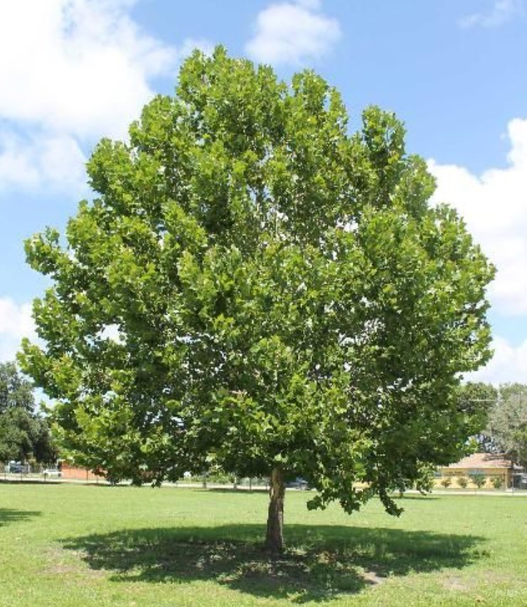 Set 2 American Plane Trees – 6-12 Inch Tall – 4 Inch Pot – Platanus Occidentalis