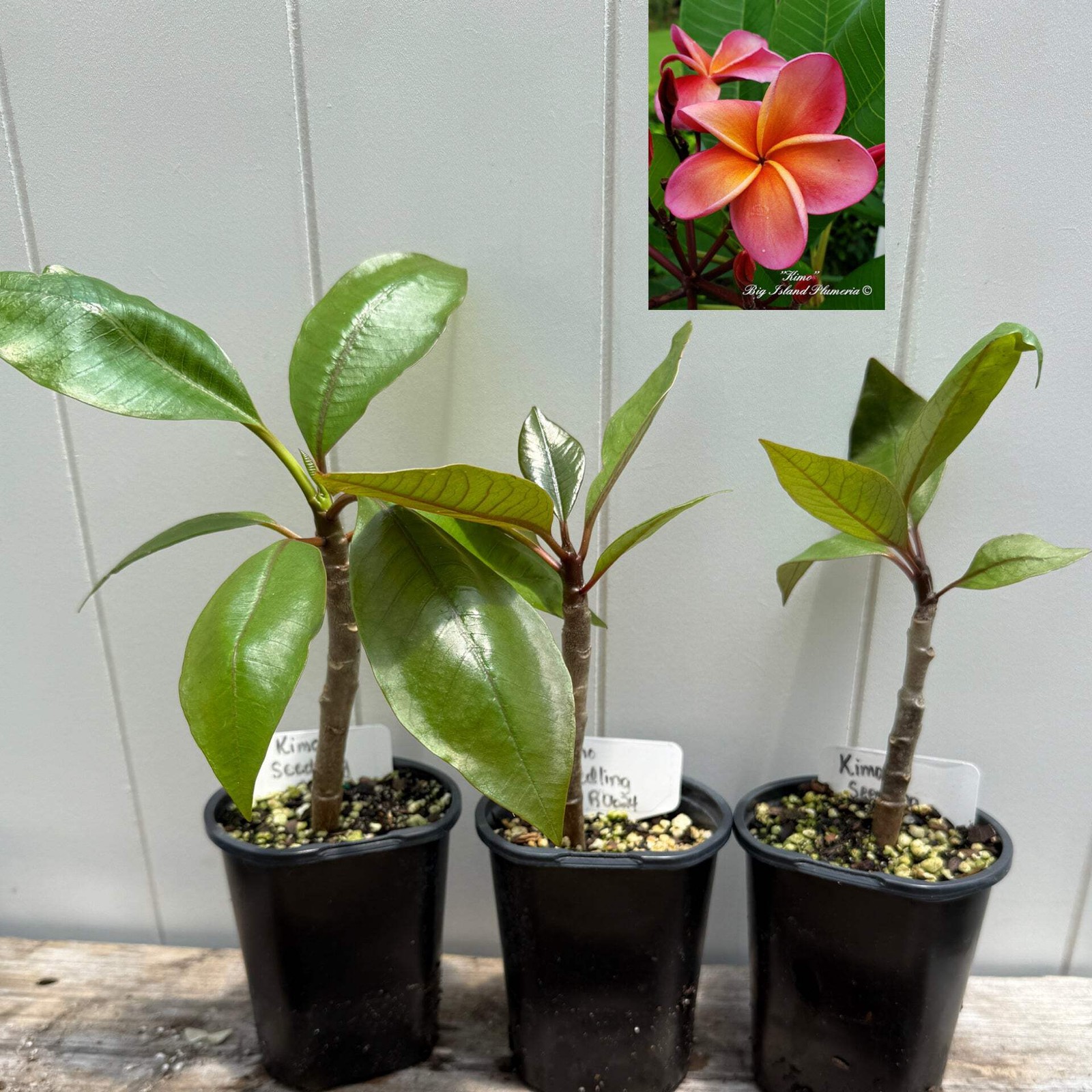 1 year Plumeria Seedlings, Make your own 3-Pack