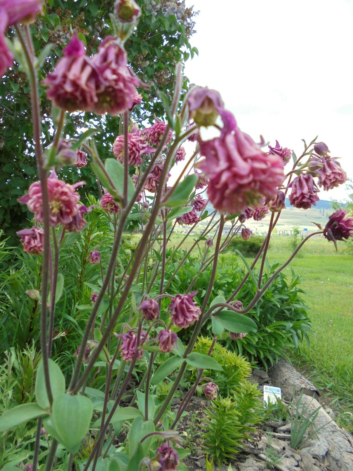 2 Mature AQUILEGIA DOUBLE PLEAT FLOWER Mix Color Freshly For Immediately Plant