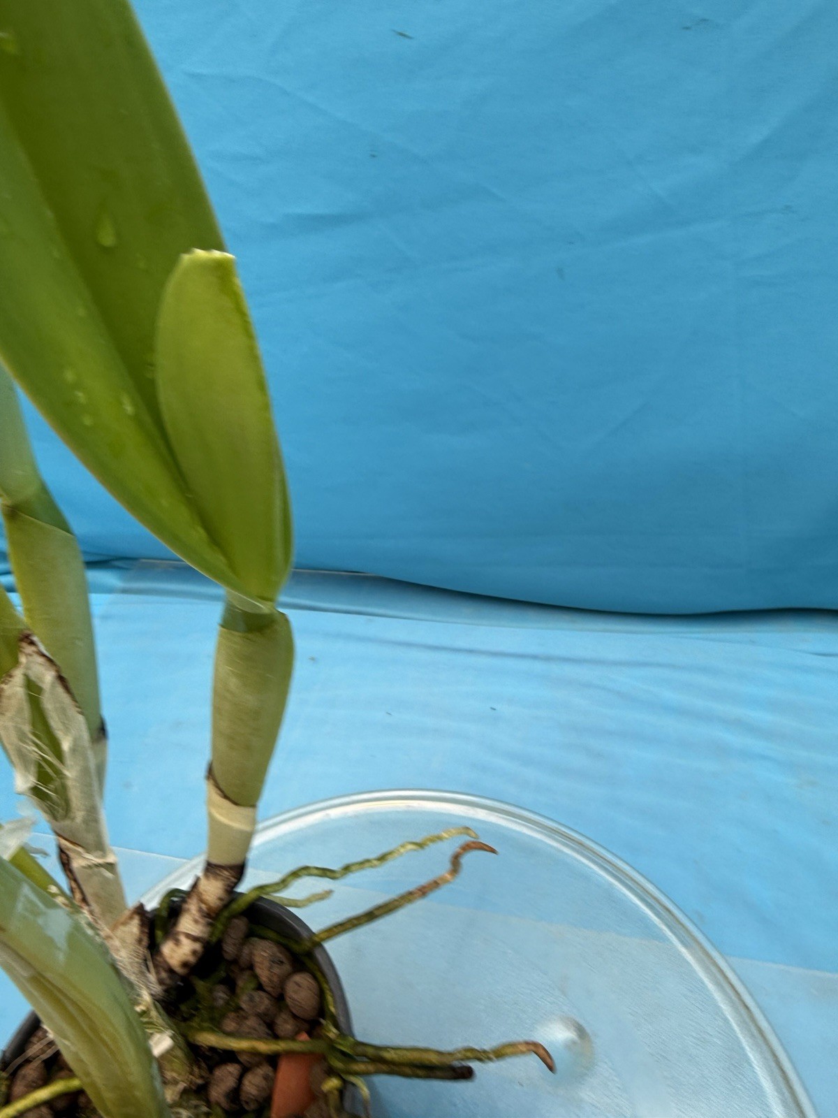 Cattleya gaskelliana ‘Pauline’ Species Orchid Eros 6” Pot Bloom + Two Sheaths