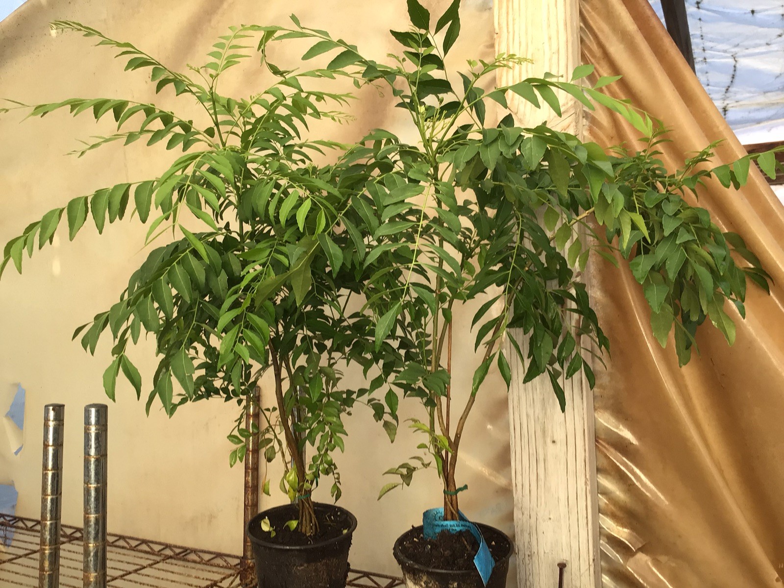 2 Curry Leaf Plant Murraya koenigii 1 Feet +Tall 2 Years Old In A 4 Inch Pot.
