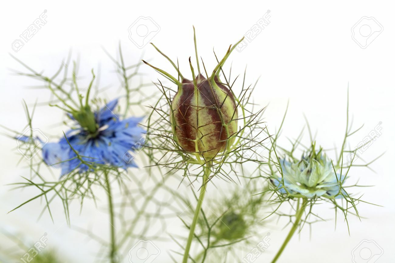 500+LOVE IN A MIST Flower Seeds Flowering Annual Cut Dried Flowers Container