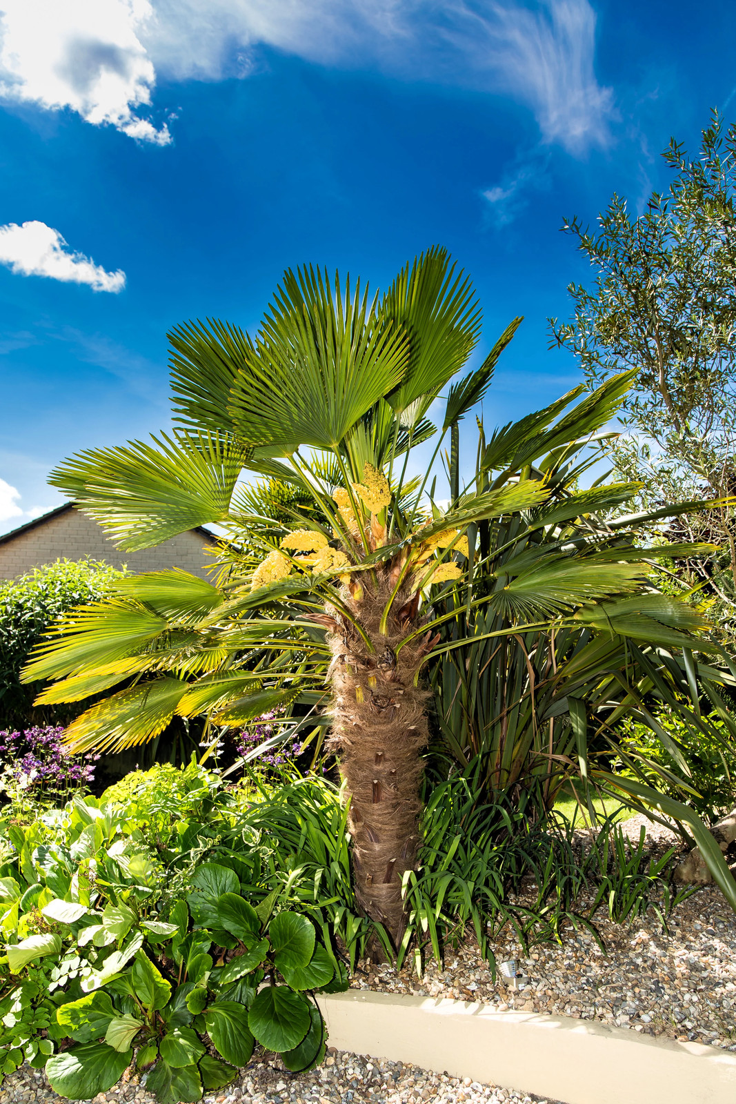 10 WAGNER WINDMILL PALM Trachycarpus Fortunei Wagnerianus Tree Houseplant Seeds