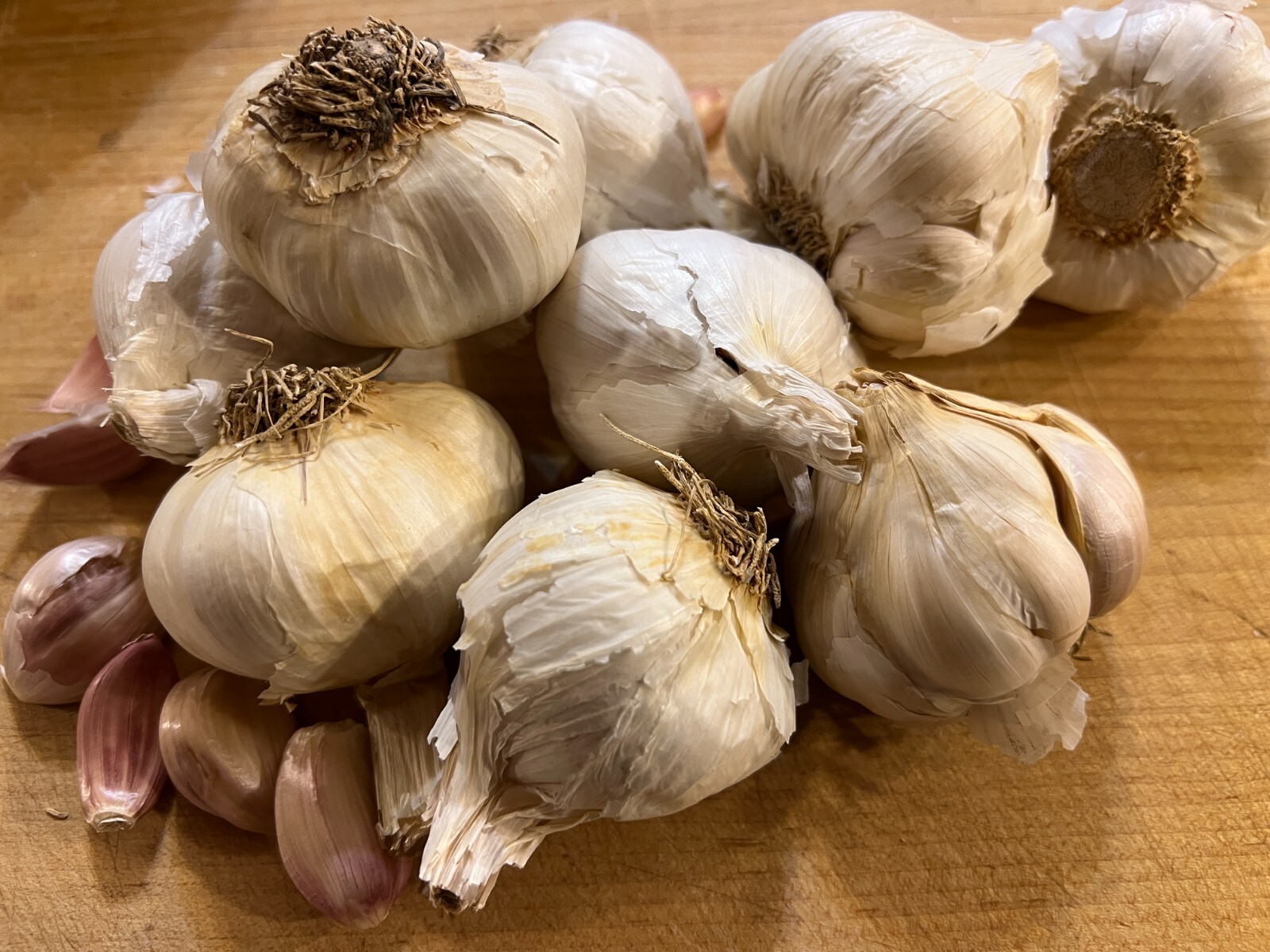 Non GMO Garlic Bulbs for Planting Or Eating 7 Pack (apprx 50-70 Cloves)
