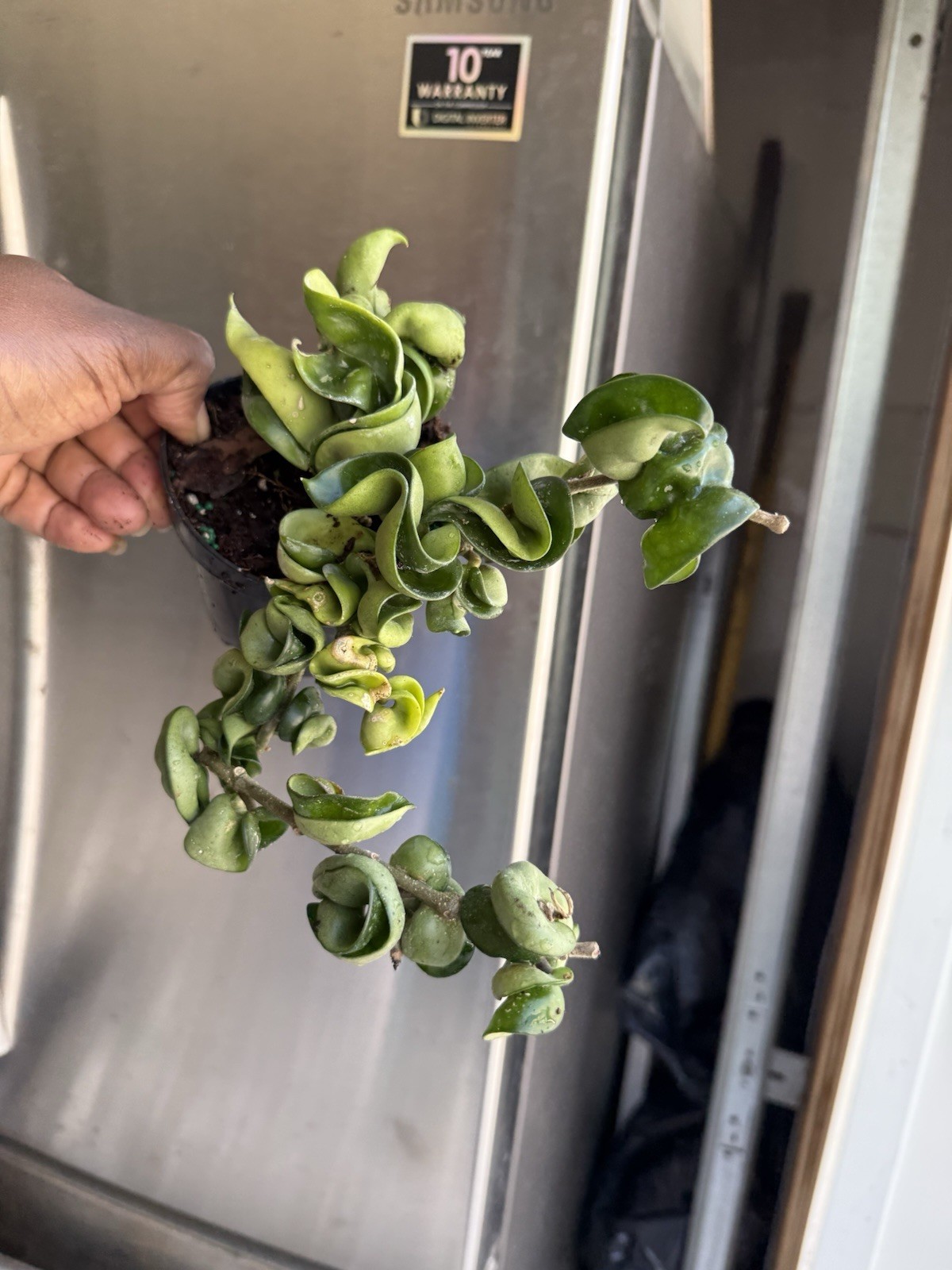 Hoya Indu Rope Well Rooted Plant