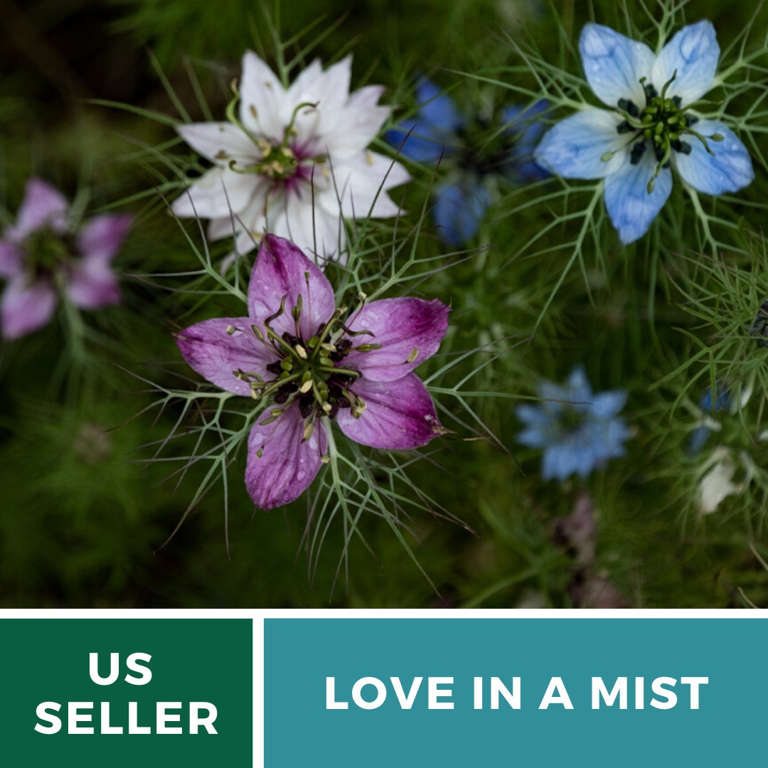 Love in a Mist – 200 Mixed Seeds – Culinary & Medicinal Flower Seeds – Non GMO