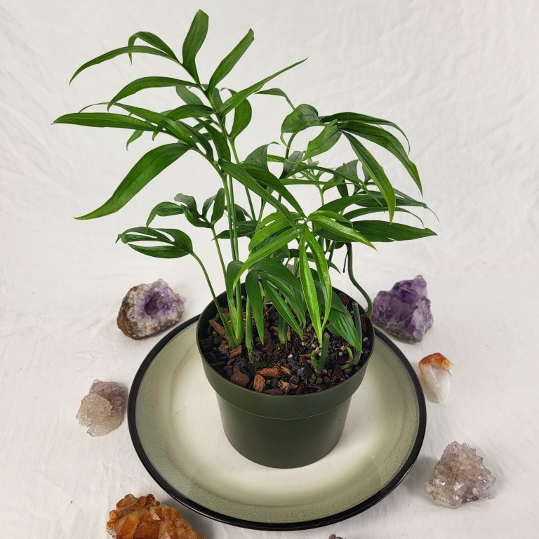 Monstera Subpinnata 6″ pot, Fedex 2day