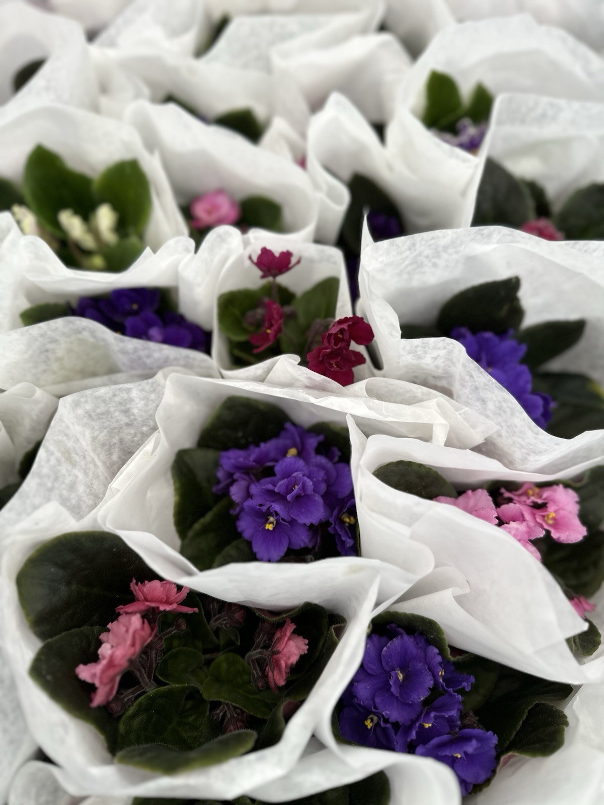 African Violet Plant 4” Live Plant Flower Starter Pot