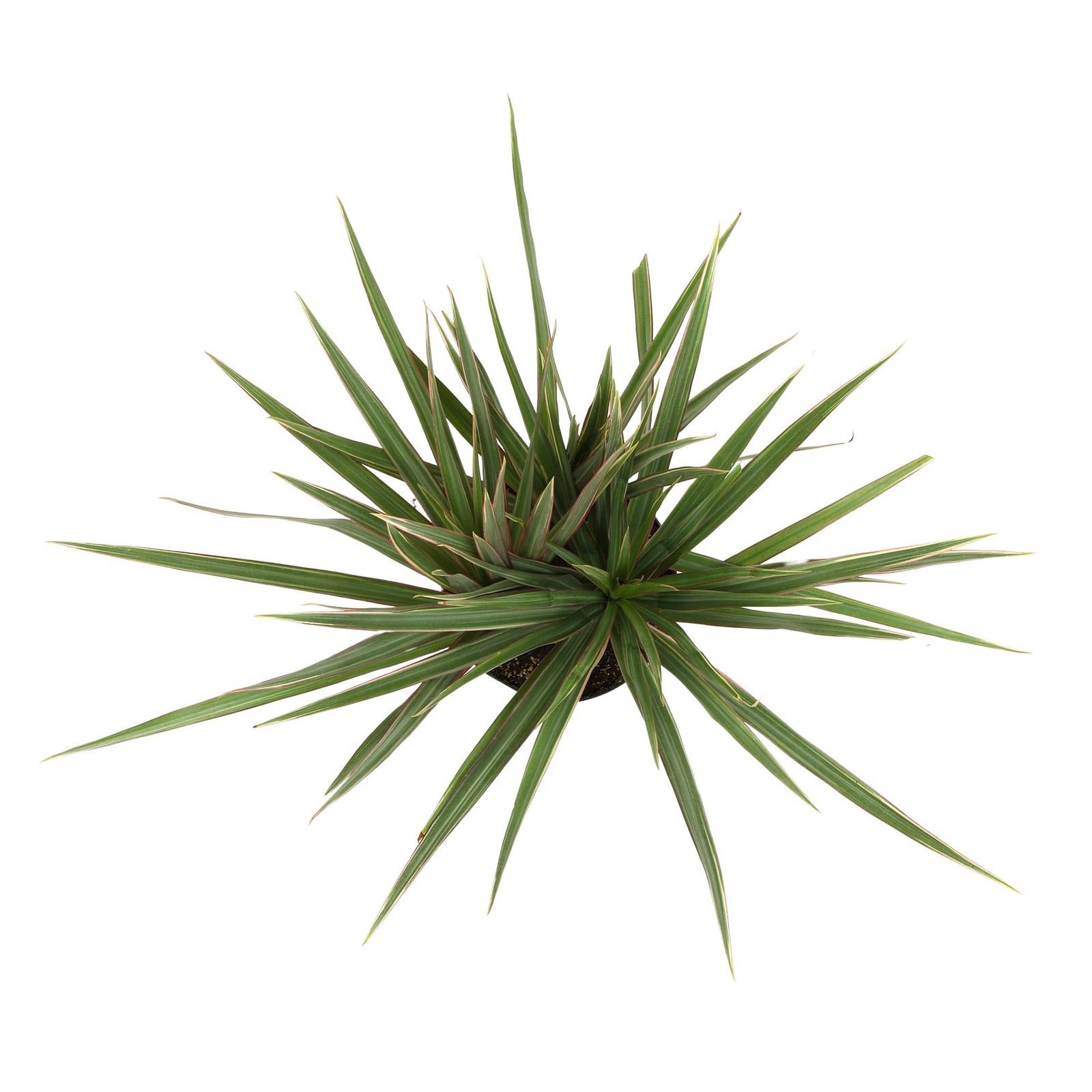 Dracaena Marginata Bicolor Dragon Tree In 6 Grower Pot Live Houseplant Easy