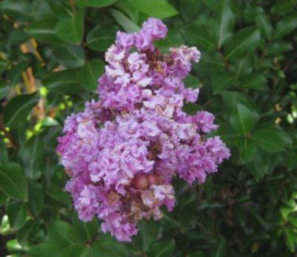 Zuni Crape Myrtle: Bright Lavender Flowers on this Upright, Spreading Tree
