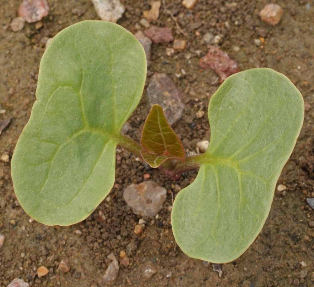 Four O’Clock Seeds Red, Mirabilis Jalapa 50 Seeds Free Shipping!