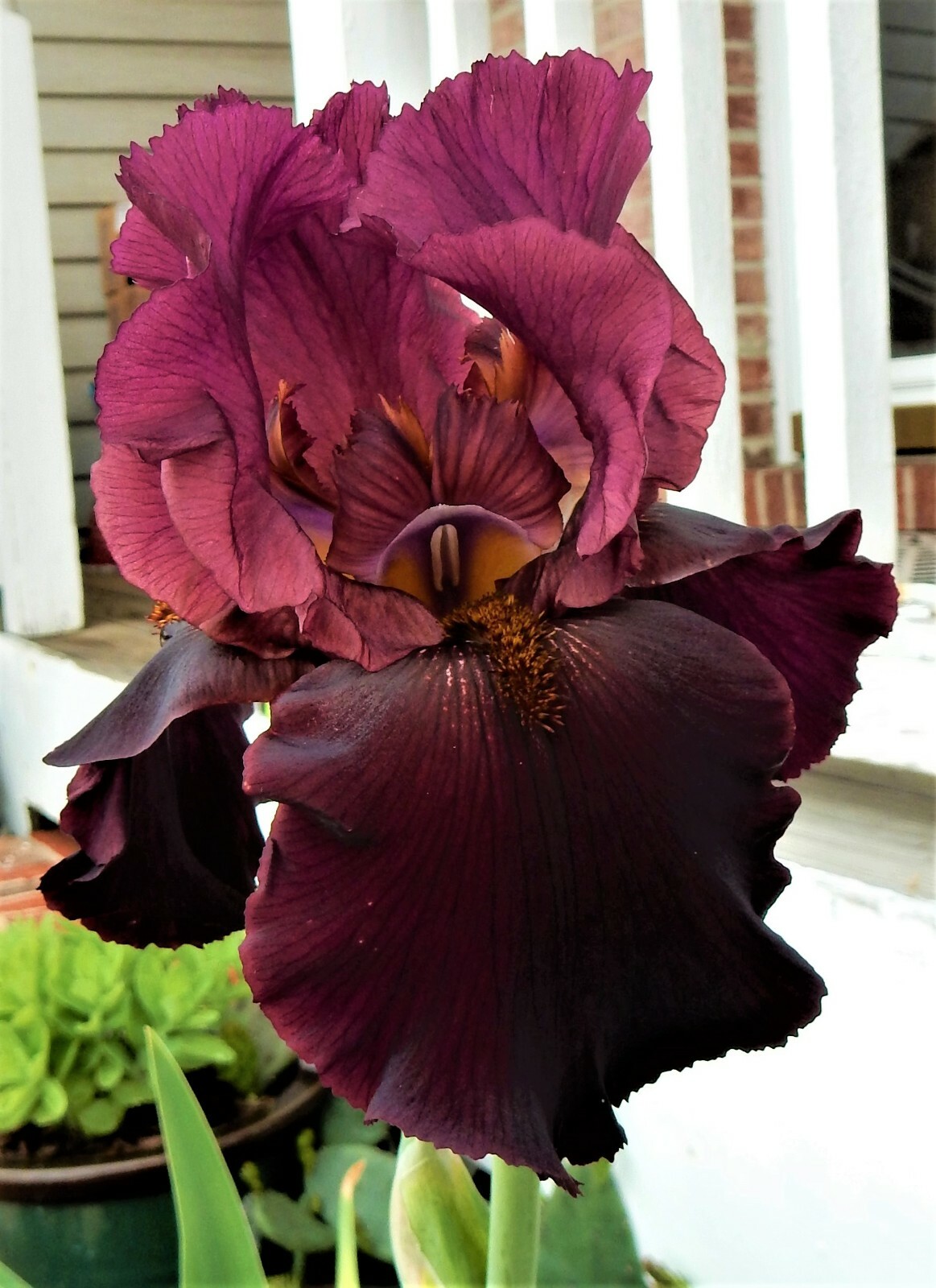 Tall Bearded Iris “RED MASTERPIECE” – 1 Plant/ Rhizome