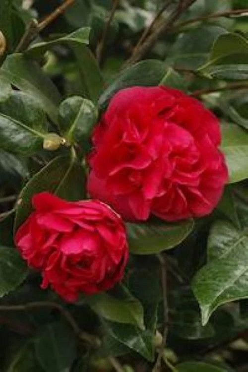 **KRAMER’S SUPREME**Camellia Japonica–Live STARTER Plant–DEEP CRIMSON RED!!!