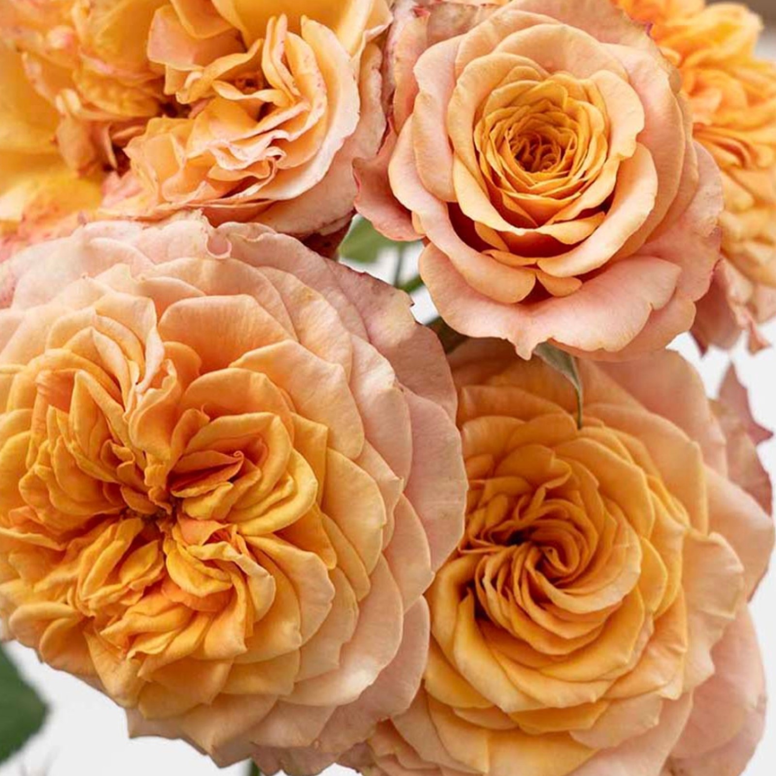 Crazy Love Rose 1.5 Gal Pot, Non-Stop Fragrant Orange Apricot Flowers, Own Root
