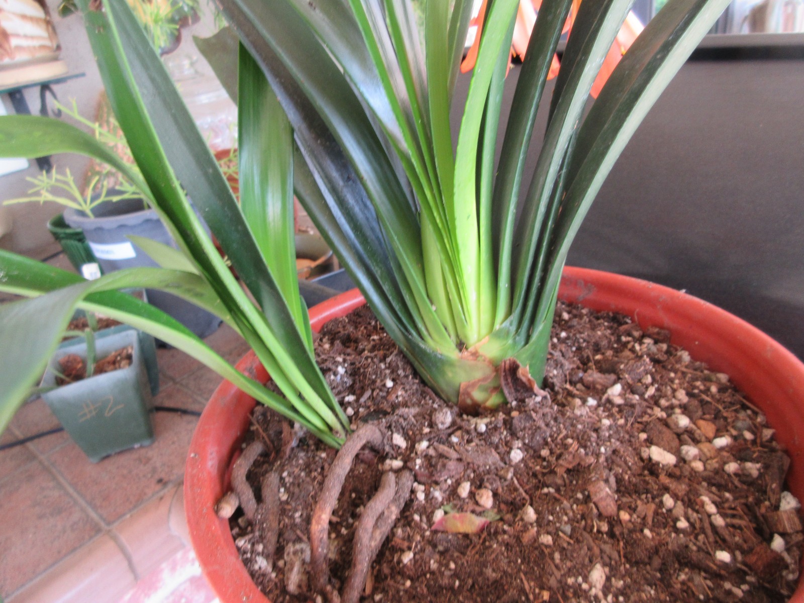 Hybrid Clivia miniata extra-large plant with 2 pups Salmon & Yellow throat