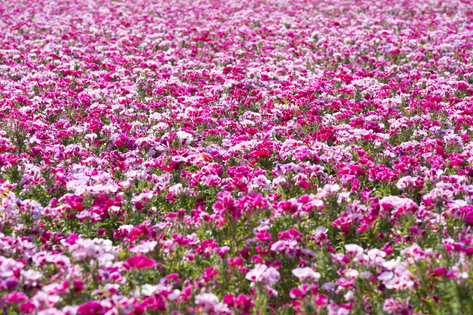 500 Pink FAREWELL TO SPRING Clarkia Elegans 2 Tone Striped Flower Seeds *Flat SH