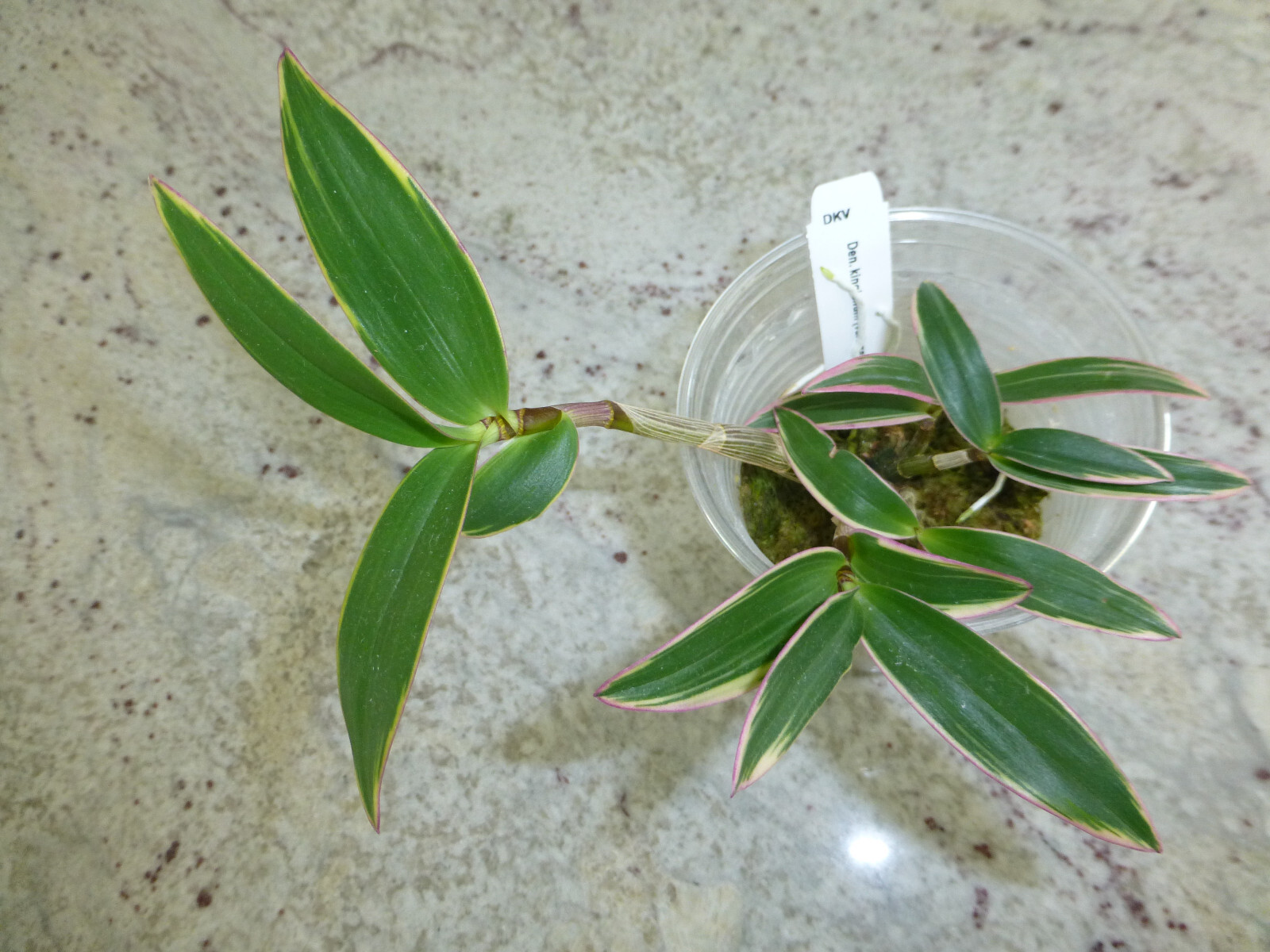 Fragrant Orchid Dendrobium Kingianum variegated Compact Grow In 3″ Pot