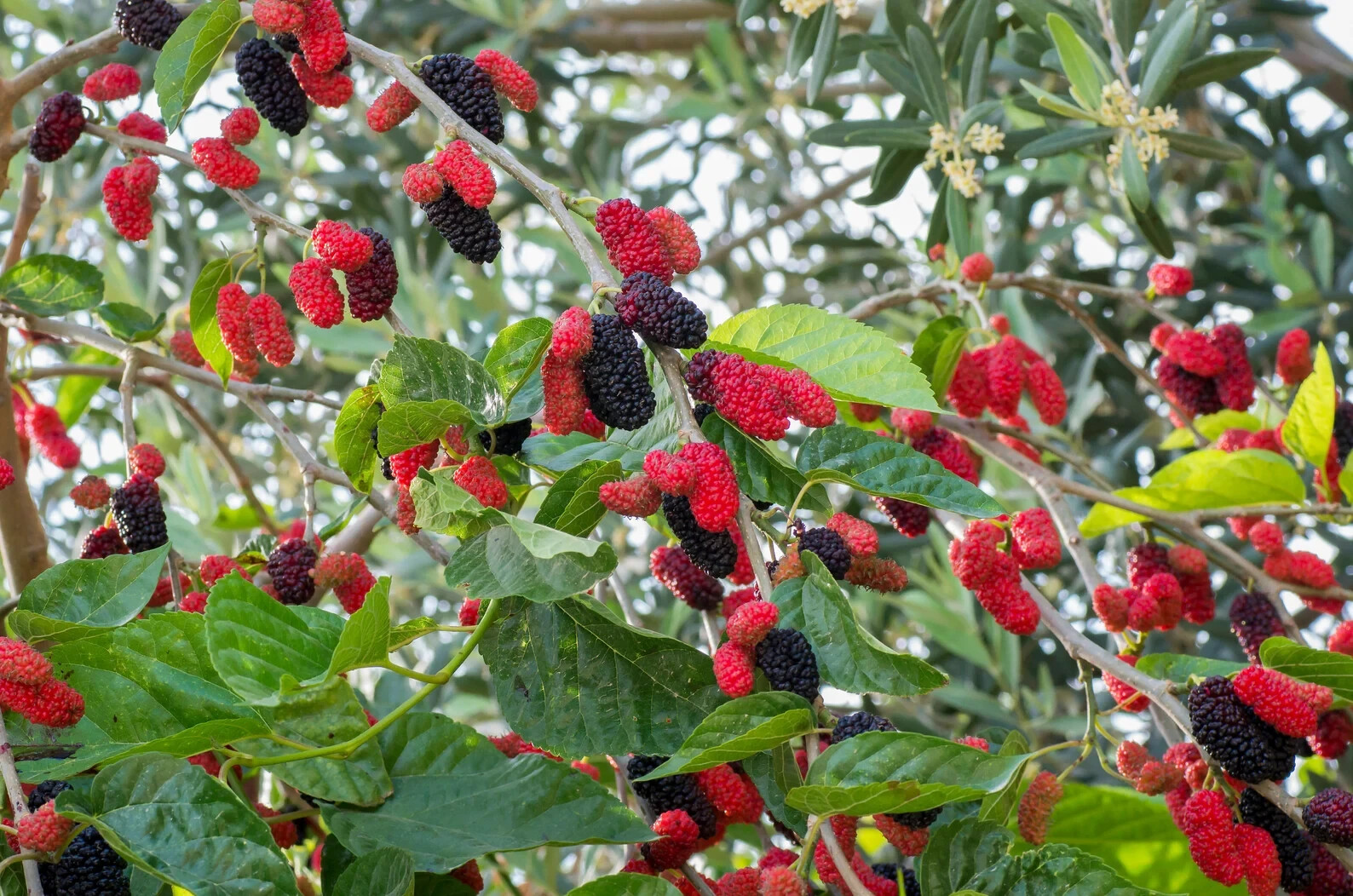 Dwarf Everbearing Mulberry Tree-STARTER PLANT- Morus nigra plant edible fruit