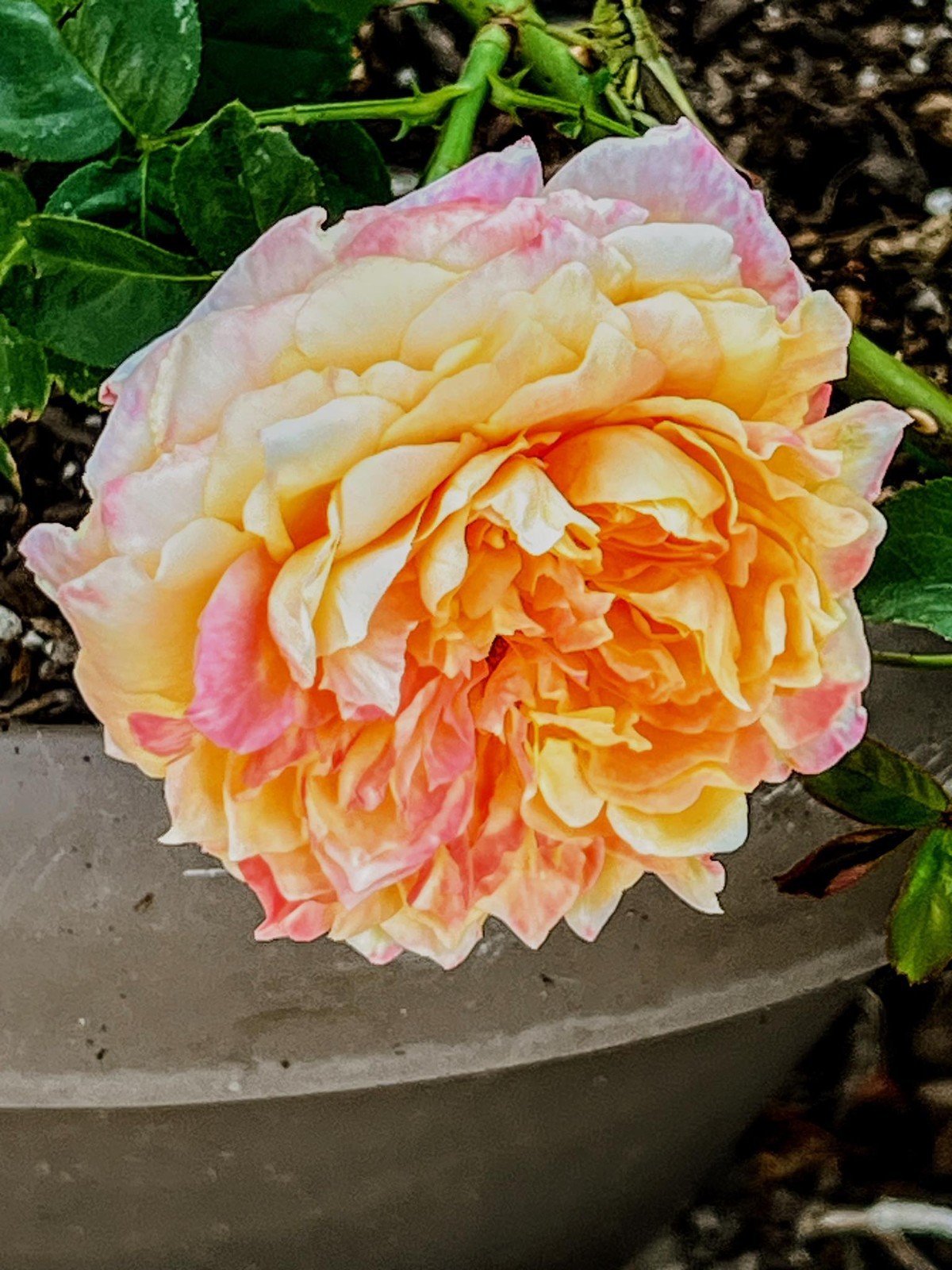 Maui Sunrise Rose Hybrid Tea Exceptionally Fragrant Striking Huge Blooms!!!