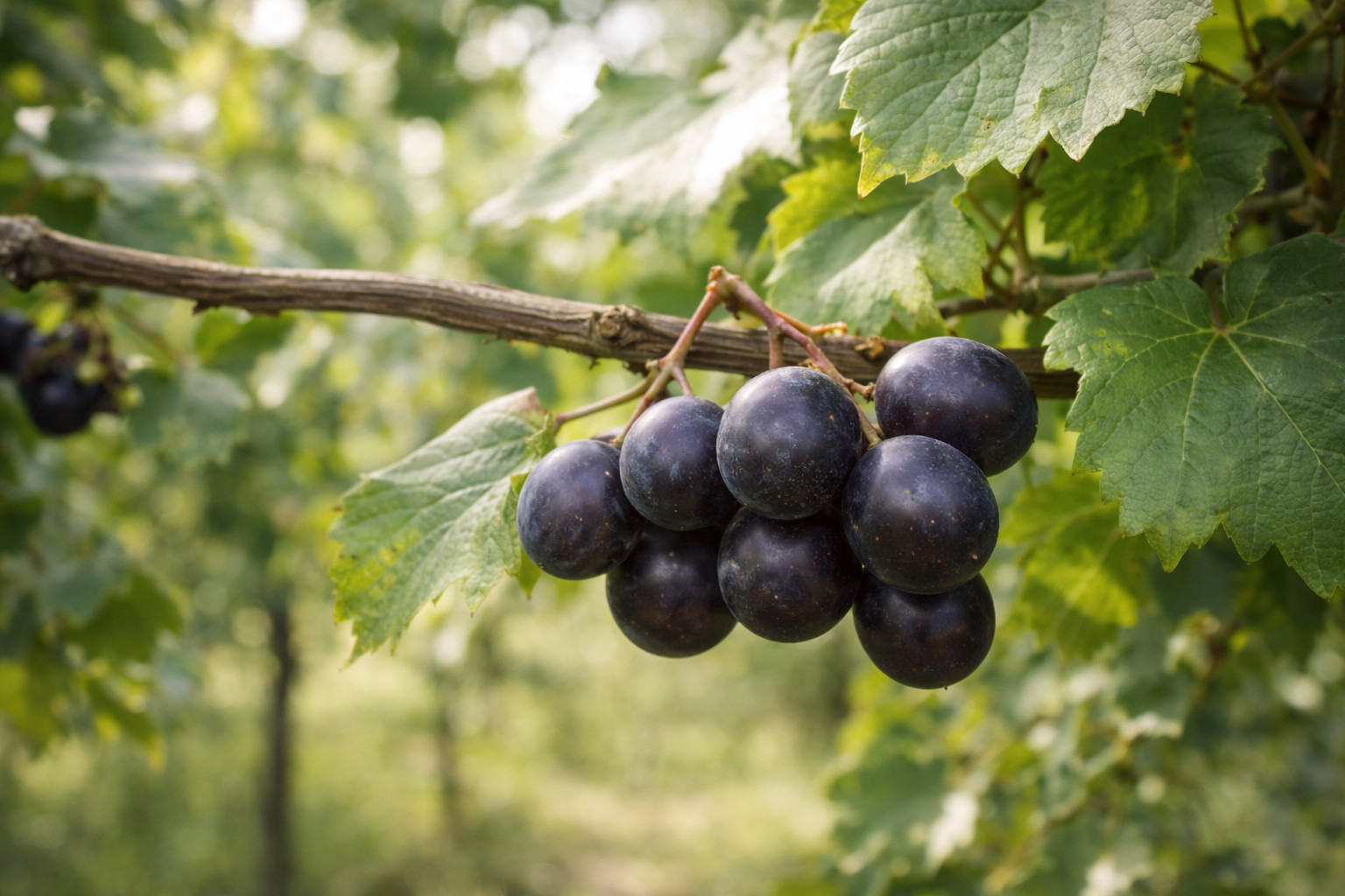 Cowart Muscadine Grape Vine – Bare Root Vine – From Hand Picked Nursery
