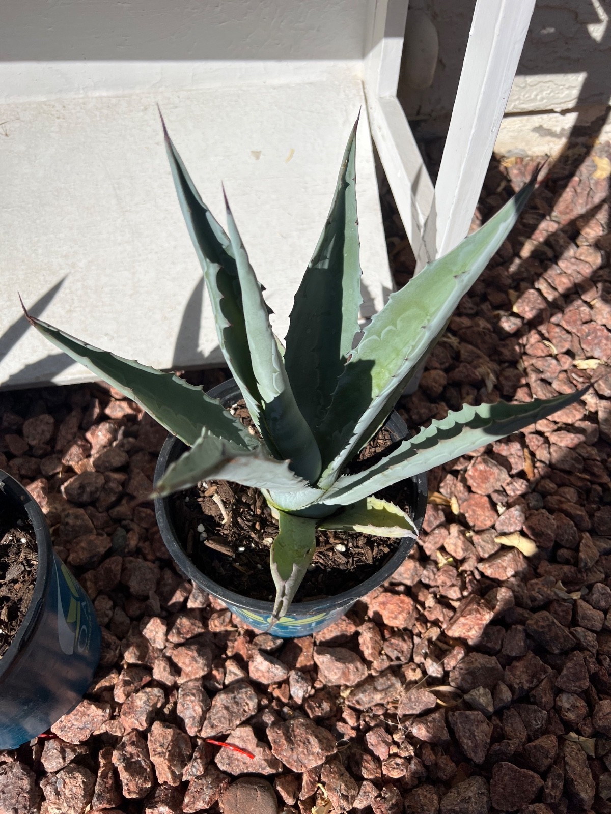 Blue Agave Americana Live Plant – Century Plant Succulent 4–6″ Pot