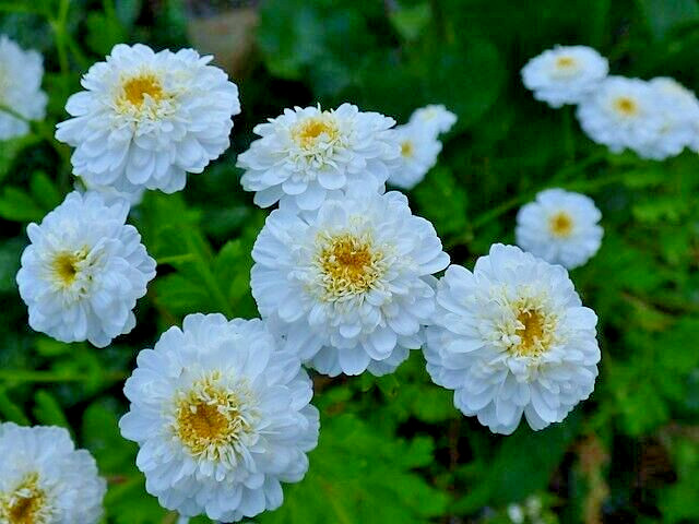 FEVERFEW SNOWBALL 200 SEEDS, TANACETUM PARTHENIUM FLORO PLENO