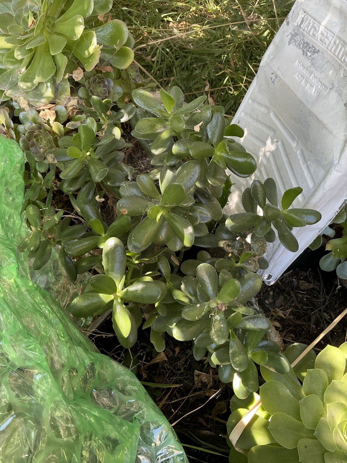 Healthy lush green Crassula Ovata Jade Plant cluster, Rooted 19” tall with roots