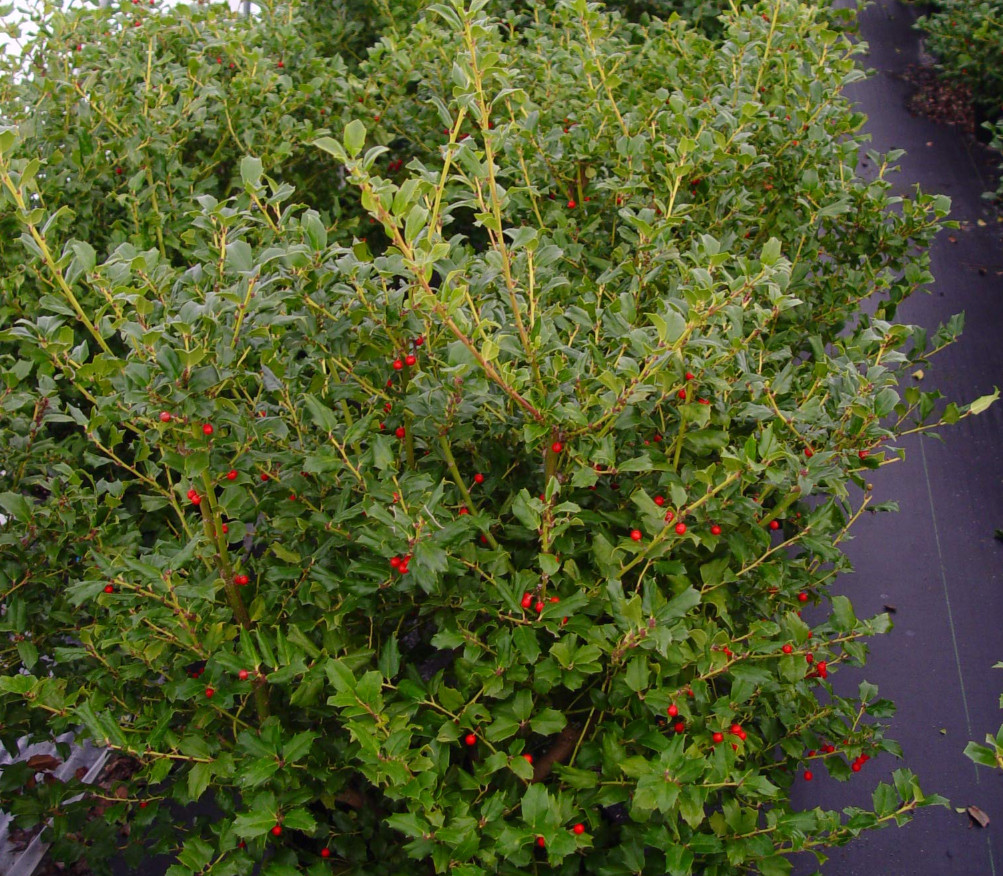 China Girl Holly – Live Plant in 4″ Pot (6–12″ Tall)