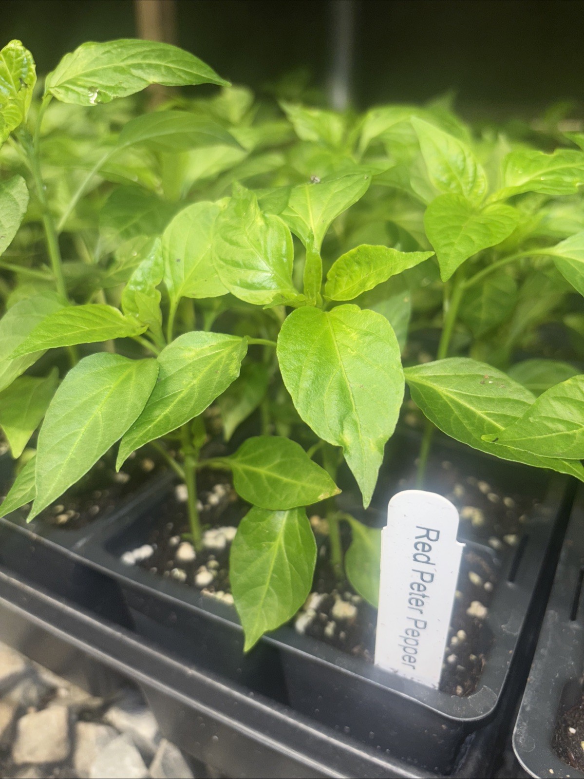 Male Sex Organ Shaped LOT OF 3 Hot Red Peter Pepper LIVE PLANTS