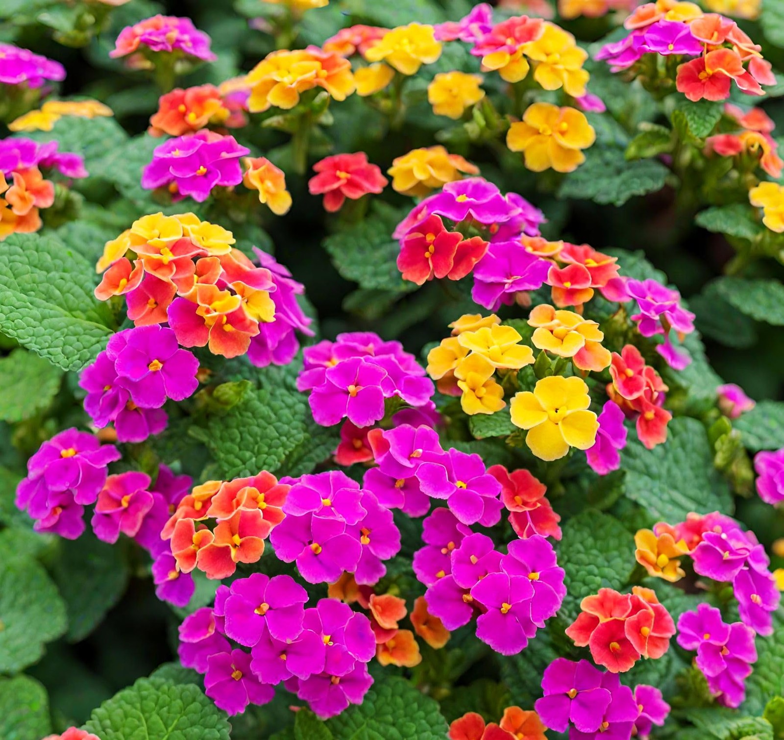 50+ Lantana Seeds: Vibrant Perennial Flowers for Summer Color