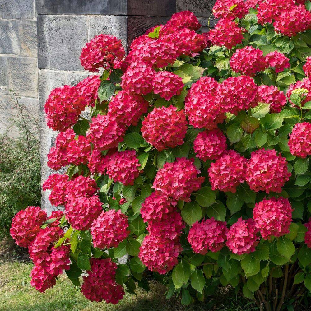 1 Gal. Red Beauty Hydrangea Shrub with Red Flowers
