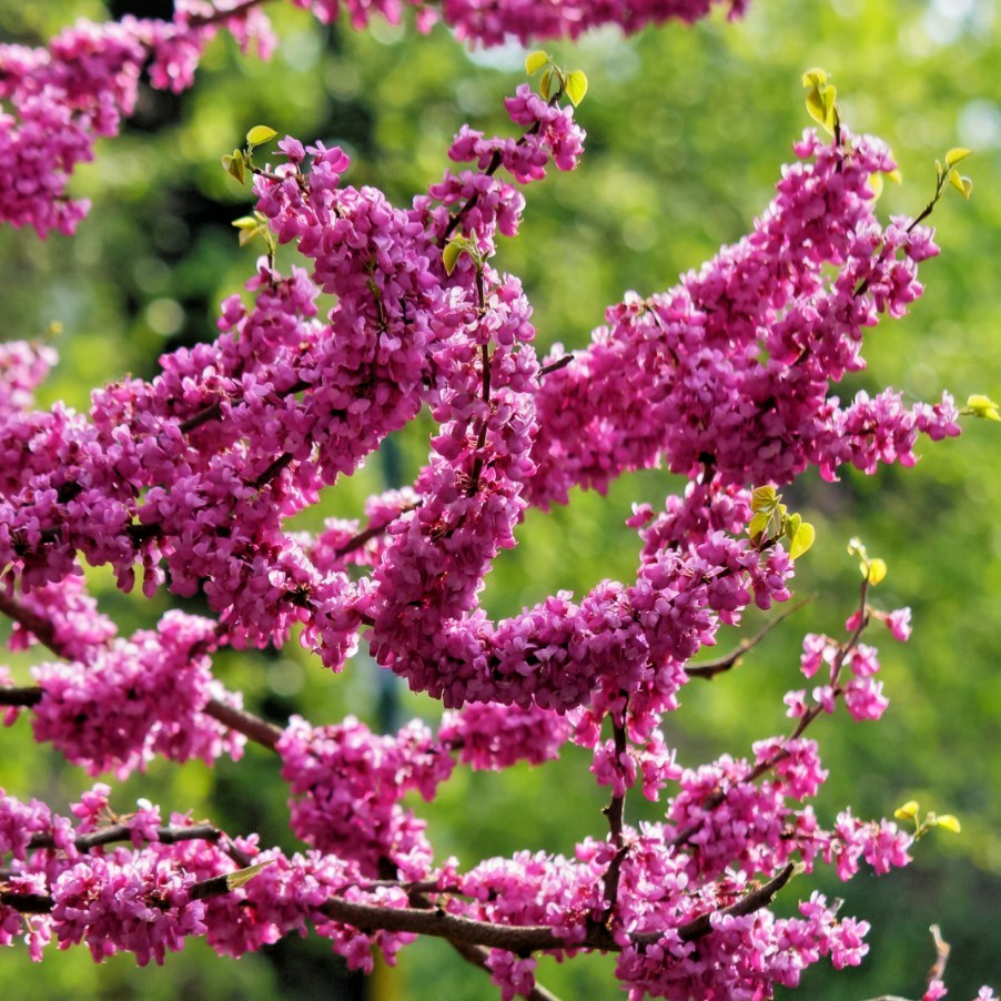 Eastern Redbud Live Plant – 6-12″ – 1qt Pot – Rosy Pink Flowers – Zones 4-9