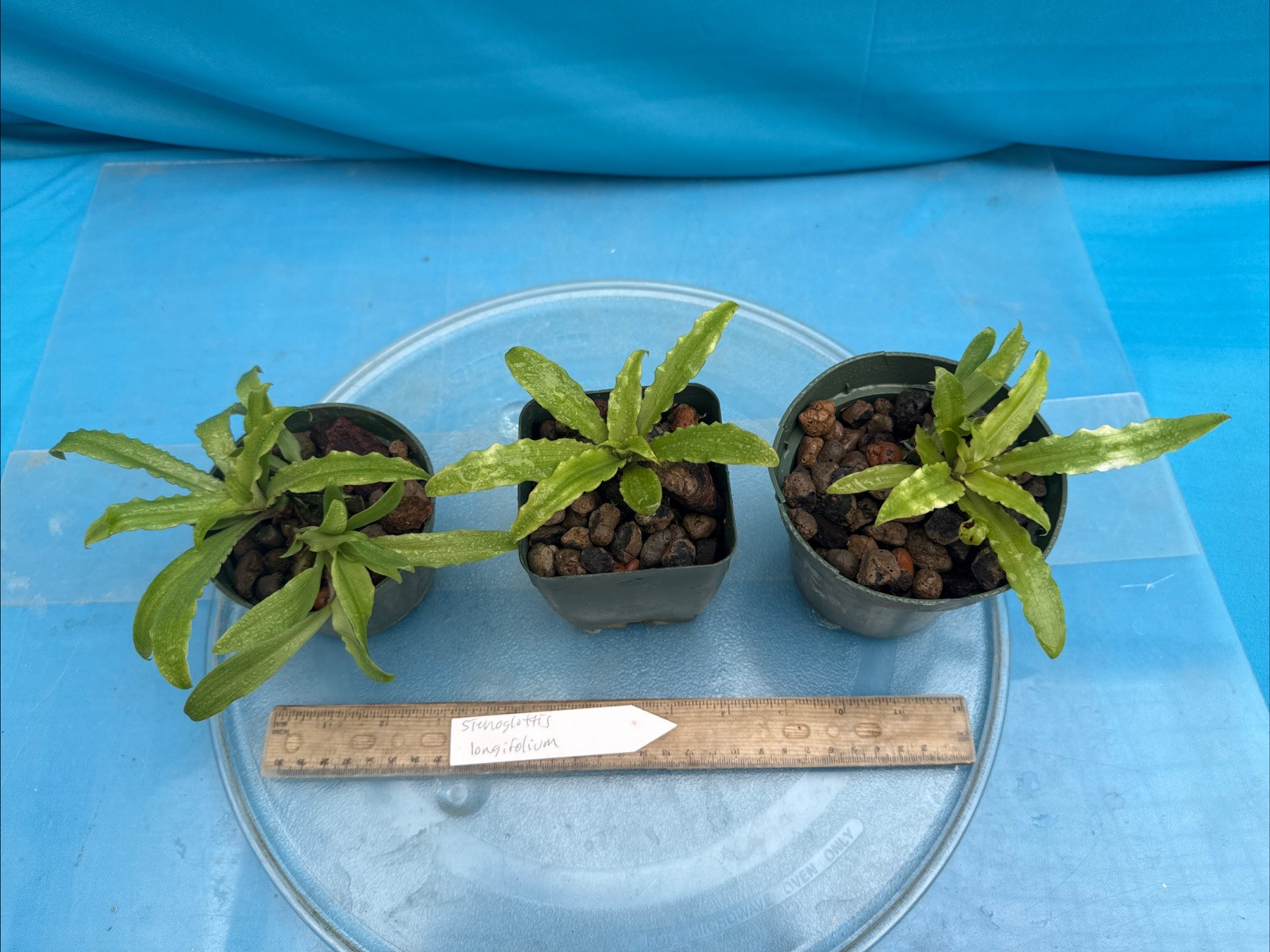 Stenoglottis longifolia BS Pink Purple Orchid Species 4″ RePot NEW GROWTHS