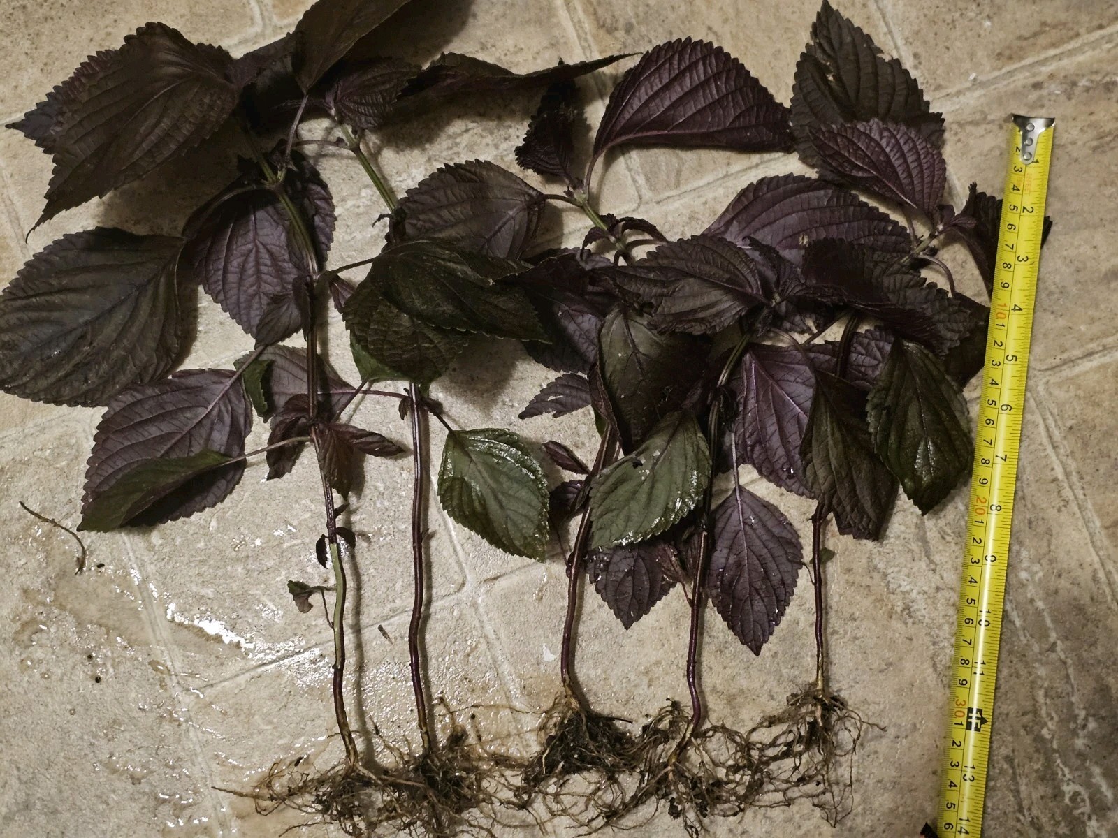 8 Purple Perilla Live plants Basil Beefsteak Japanese Flowers organic