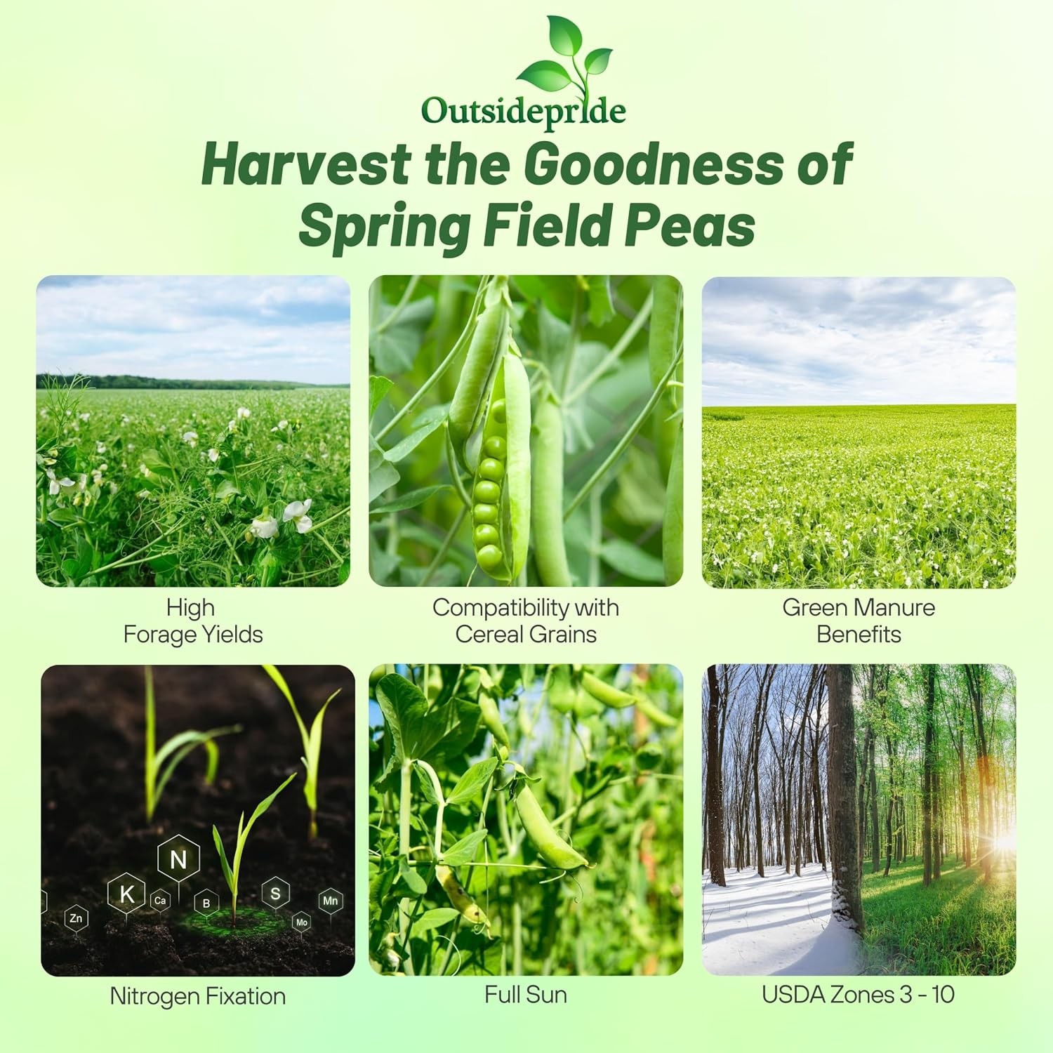 Dundale Spring Field Peas Seeds – 1 lb Annual High-Protein Legume & Cover Crop