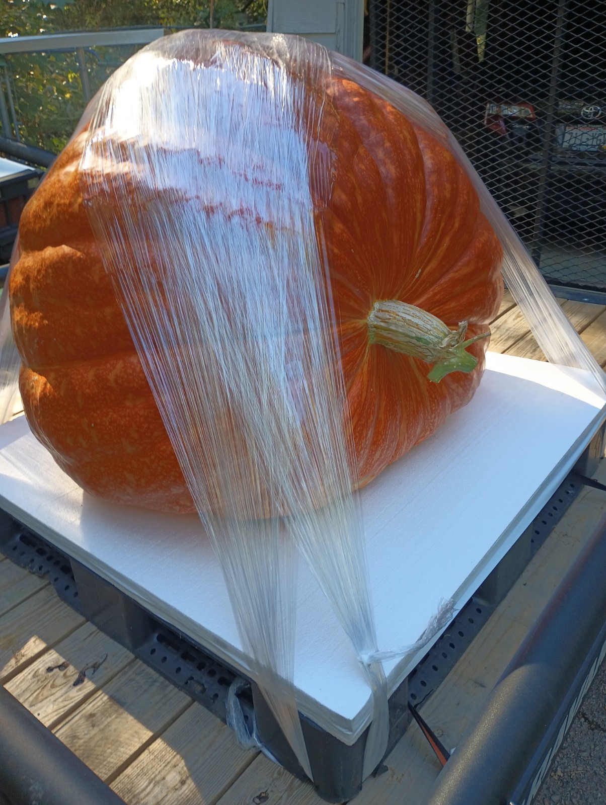 Giant Pumpkin Seeds 2024! Incredible Color And Shape! Howard Dill Award Winning
